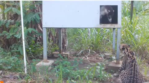 Home invasion Ocelot invades a coati's house and makes him his meal.