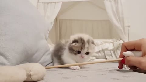 Funny cats playing a lot