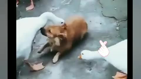 Funny Goose Attacks Dog - Geese Attack Compilation