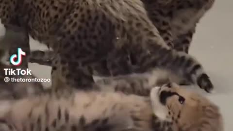 Cute animal baby clips