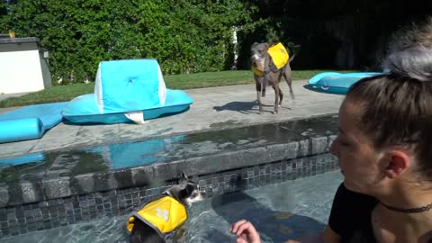 Teaching My Dogs How To Swim and few simple tricks