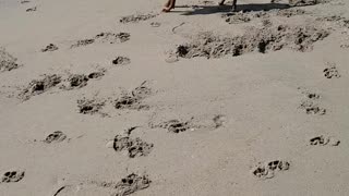 Rhodesian Ridgeback - More Beach Fun