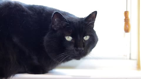 Black cat!! Cute and funny' cat video||tik tok viral video|#shorts #viral#cute