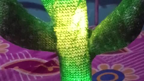 Dancing cactus