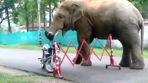 🐘🐘Elephant finds a🏍🏍 Motorbike and what he does? Watch