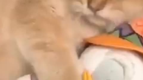 So cute cat video 😍