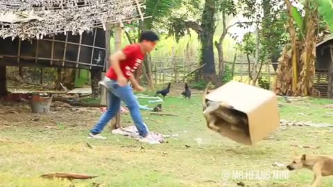 Oh No !! Super Huge Box Prank Vs 2 Sleeping Dogs - Funniest Videos