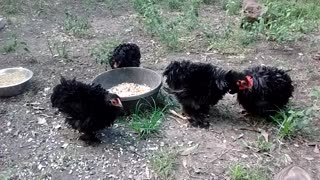 Frizzle chicken party