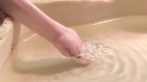 python blows bubbles