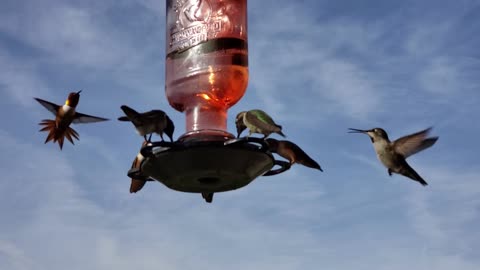 Great video of a group of hummingbirds eating together