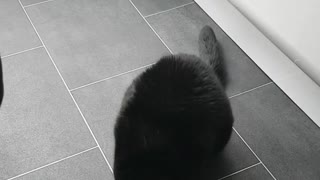 Black cat stands up for a piece of cheese