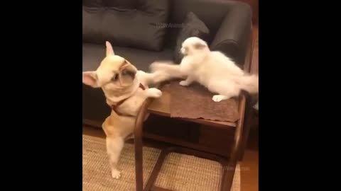Best Funny Animals Video 2022 - Newest Cats😹 and Dogs🐶
