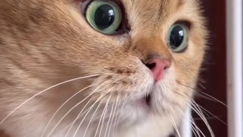 Cute Cat's and dogs funny video