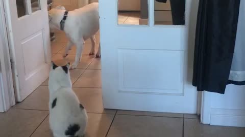 Doggy Can't Get Past Territorial Kitty