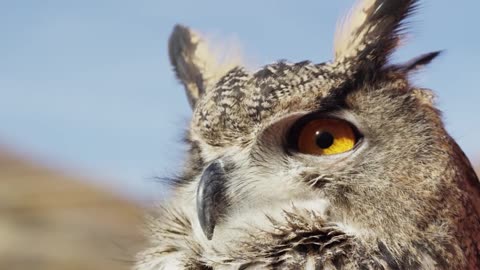 An Owl's View of the Environment: Wisdom and Caring for Nature...