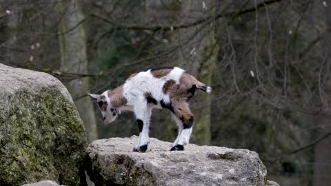 Goat Cub Small Cute Rock Animal Standing Kid