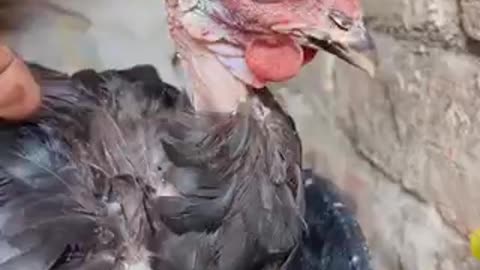 Beautiful chicken 🐓 trending video