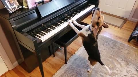 Cute Dog Playing Piano