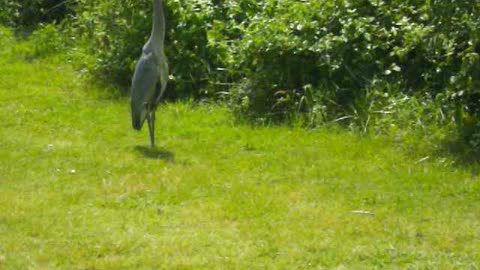 Gray Heron Walking Towards Me
