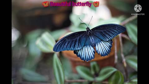 Beautiful butterfly's