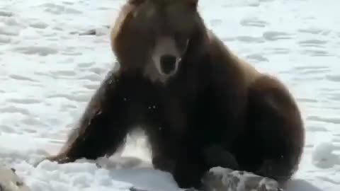bear playing