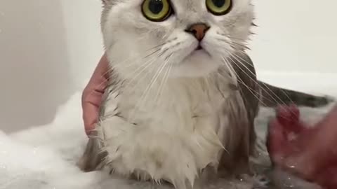 funny cat in bathroom taking shower