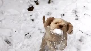 Dog catches snowball with mouth