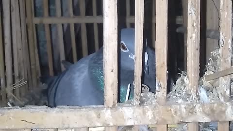 pigeon home