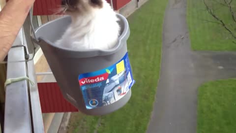 Rasmus the cat rides the elevator bucket