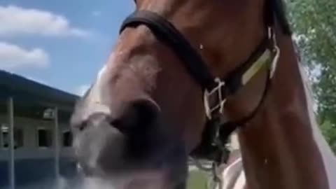 Funny Horse Drinking Water