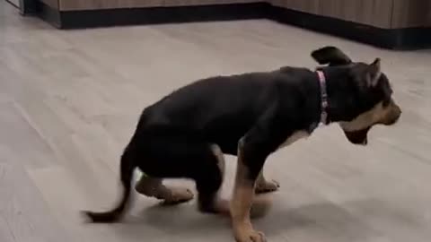 Happy dog dancing part III