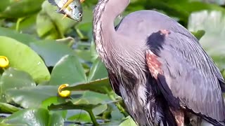 blue heron feeding