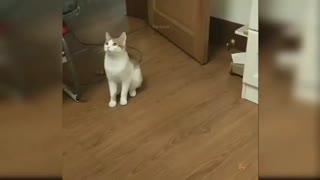 Funny cat showing an impressive act