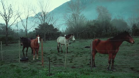 Horses on a Pasture Land