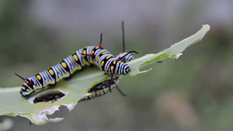 Caterpillar Danus