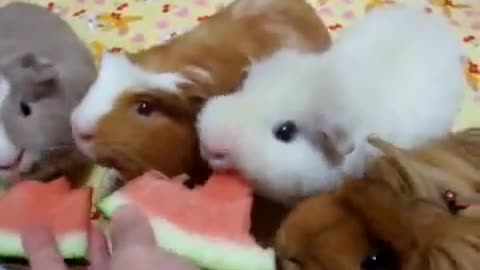 Guinea Pigs Eating Watermelon