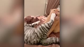 Best Animal Videos 2022 | Funny Cats and Dogs | Cats Funny Videos