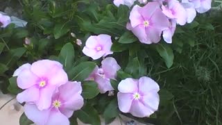 A small garden with lots of periwinkle rose flowers [Nature & Animals]