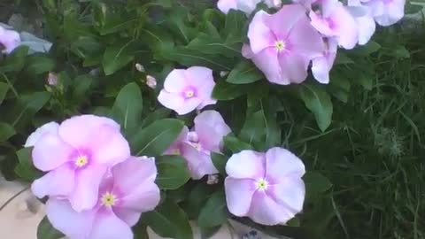 A small garden with lots of periwinkle rose flowers [Nature & Animals]