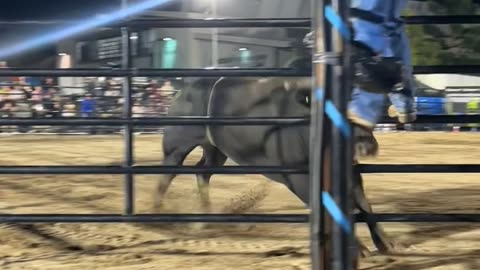 Don’t Mess With the PBR Bulls