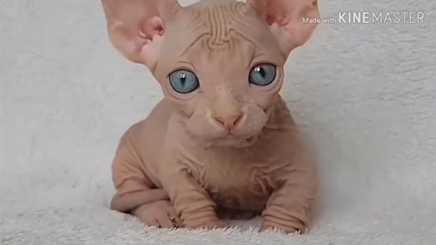 Cat || SPHINX's bald cat is cute