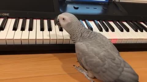 Parrot plays 'Happy Birthday' song on piano