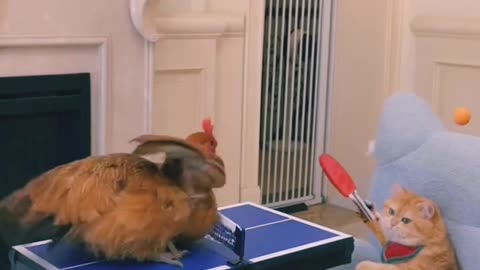 Chicken and Cat playing table tennis