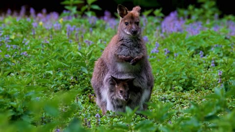 A Mother Wallaby with Baby in her Pouch