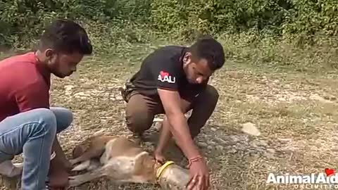 Dog rescue 😢