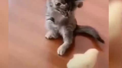 Kitten playing with puppy