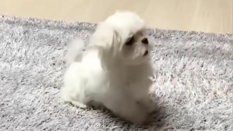 sooo cute and relaxing