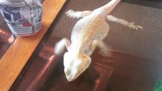 Green lizard can't walk across glass table