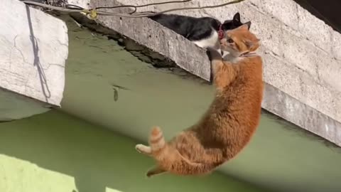 Cat fall from the balcony