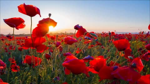 Remembrance : We Shall Remember Them